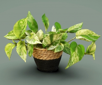 Modern Potted Green Plant-ID:799478053