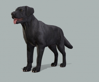 现代黑色宠物狗-ID:290612945
