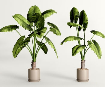 Modern Potted Green Plant-ID:921596058
