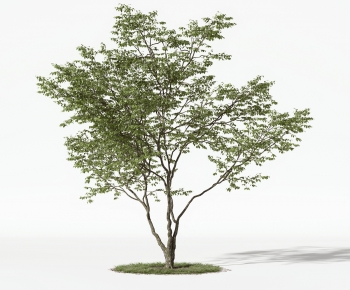 Modern Tree-ID:244201907