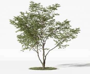 Modern Tree-ID:250949937