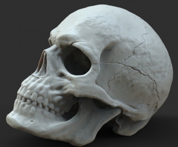 现代人类头骨-ID:519036054