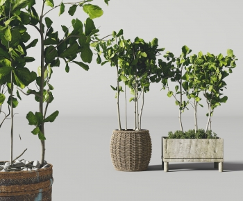 Modern Potted Green Plant-ID:663859869