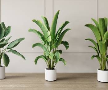 Modern Potted Green Plant-ID:150206094
