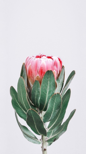 现代写实花朵画-ID:163256886