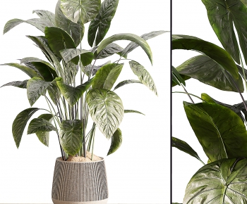 Modern Potted Green Plant-ID:788644087