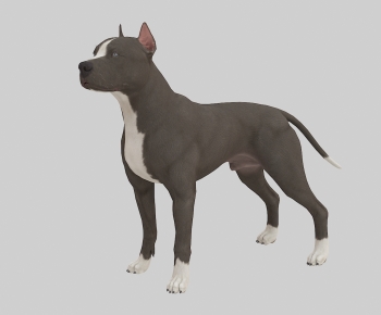 Modern Animal Dog-ID:554449084