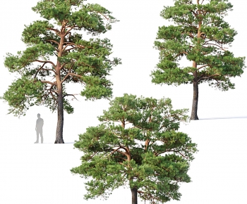 Pinus sylvestris现代乔木-ID:285501967