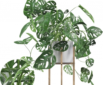 Modern Potted Green Plant-ID:557804114