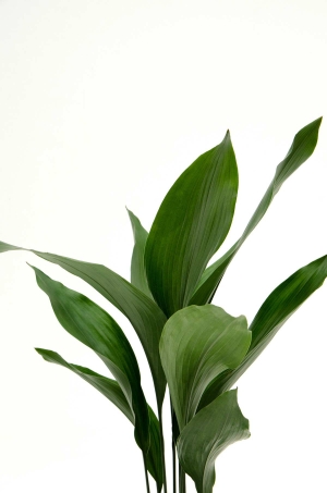植物装饰画-ID:220083008