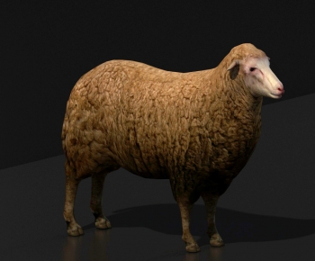 现代绵羊-ID:242598066