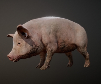 Modern Animal Pig-ID:117259099