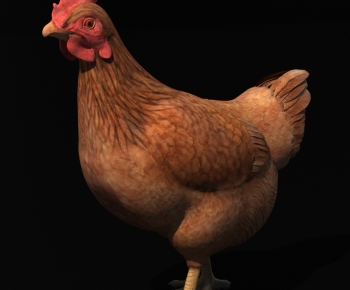 现代家禽鸡-ID:500305894