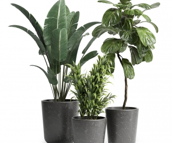 Modern Potted Green Plant-ID:781804085
