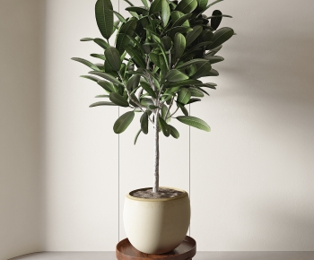 Modern Potted Green Plant-ID:571269995