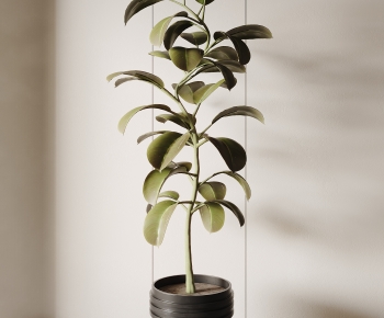 Modern Potted Green Plant-ID:642206913