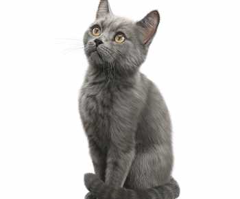 现代灰色宠物猫-ID:678188091