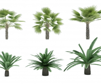 现代热带植物树-ID:387341984