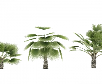 现代热带植物树-ID:972318894