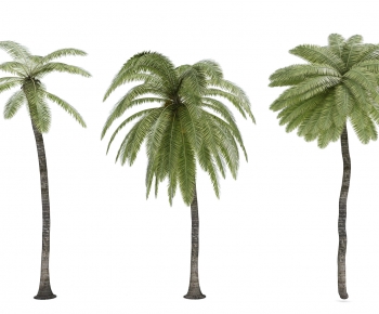 现代热带植物树-ID:248121986