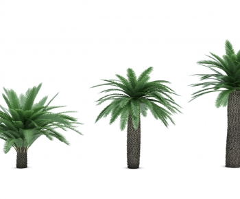 现代热带植物树-ID:853880882