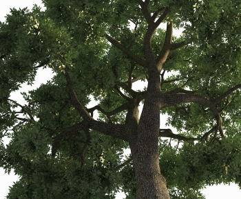Modern Tree-ID:126678941