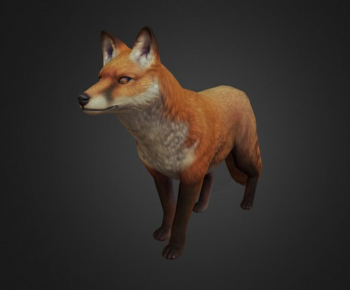 现代动物狐狸-ID:648828981