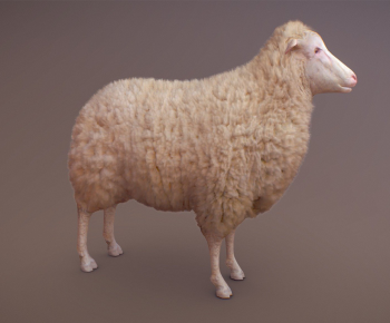 现代动物宠物羊-ID:935497052