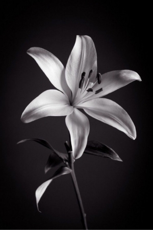 黑白花朵装饰画-ID:5654960