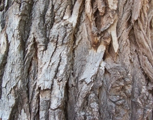 ModernBark Texture