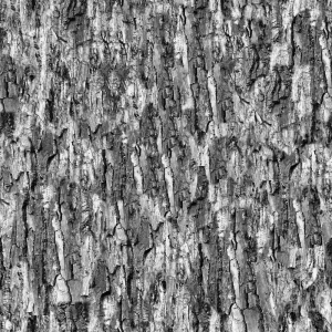 ModernBark Texture