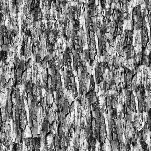 ModernBark Texture