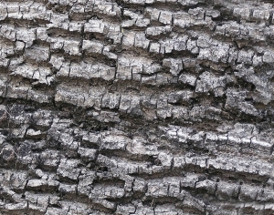 ModernBark Texture