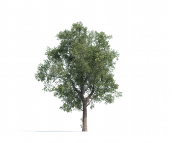Modern Tree-ID:560854915