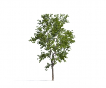 Modern Tree-ID:754724033