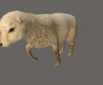 现代动物羊-ID:574018961
