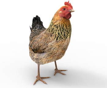Modern Poultry Animal-ID:411855948