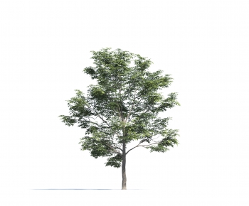 Modern Tree-ID:756711011