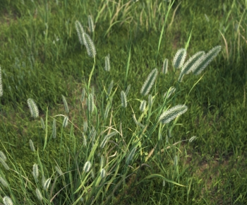 Modern The Grass-ID:852689031