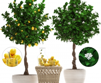 现代柠檬树植物盆栽-ID:667293078