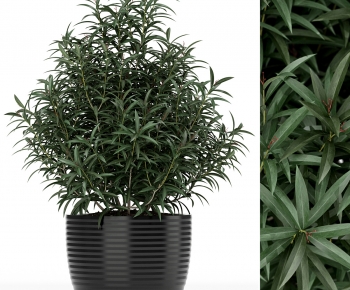 Modern Potted Green Plant-ID:137789961