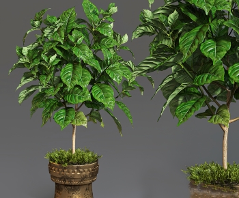 Modern Ground Green Plant Potted Plants-ID:365645898