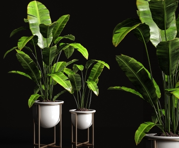 Modern Potted Green Plant-ID:484524972