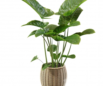 Modern Ground Green Plant Potted Plants-ID:741092923