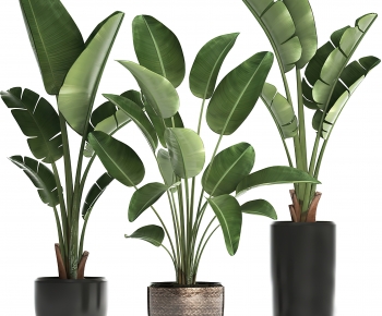 Modern Ground Green Plant Potted Plants-ID:557796004