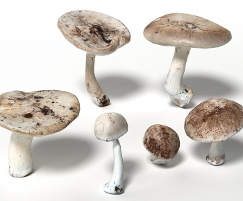 现代蘑菇 香菇-ID:276694062