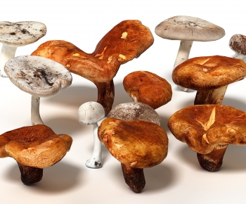 现代蘑菇 香菇-ID:179474126