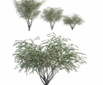 现代植物树-ID:501576904