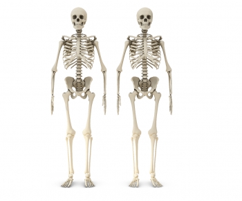 现代人体骨骼-ID:944356926