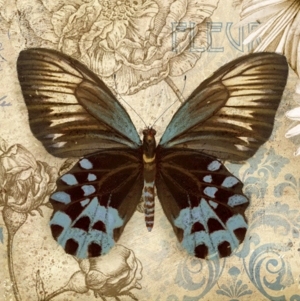 蝴蝶装饰图案-ID:5685911